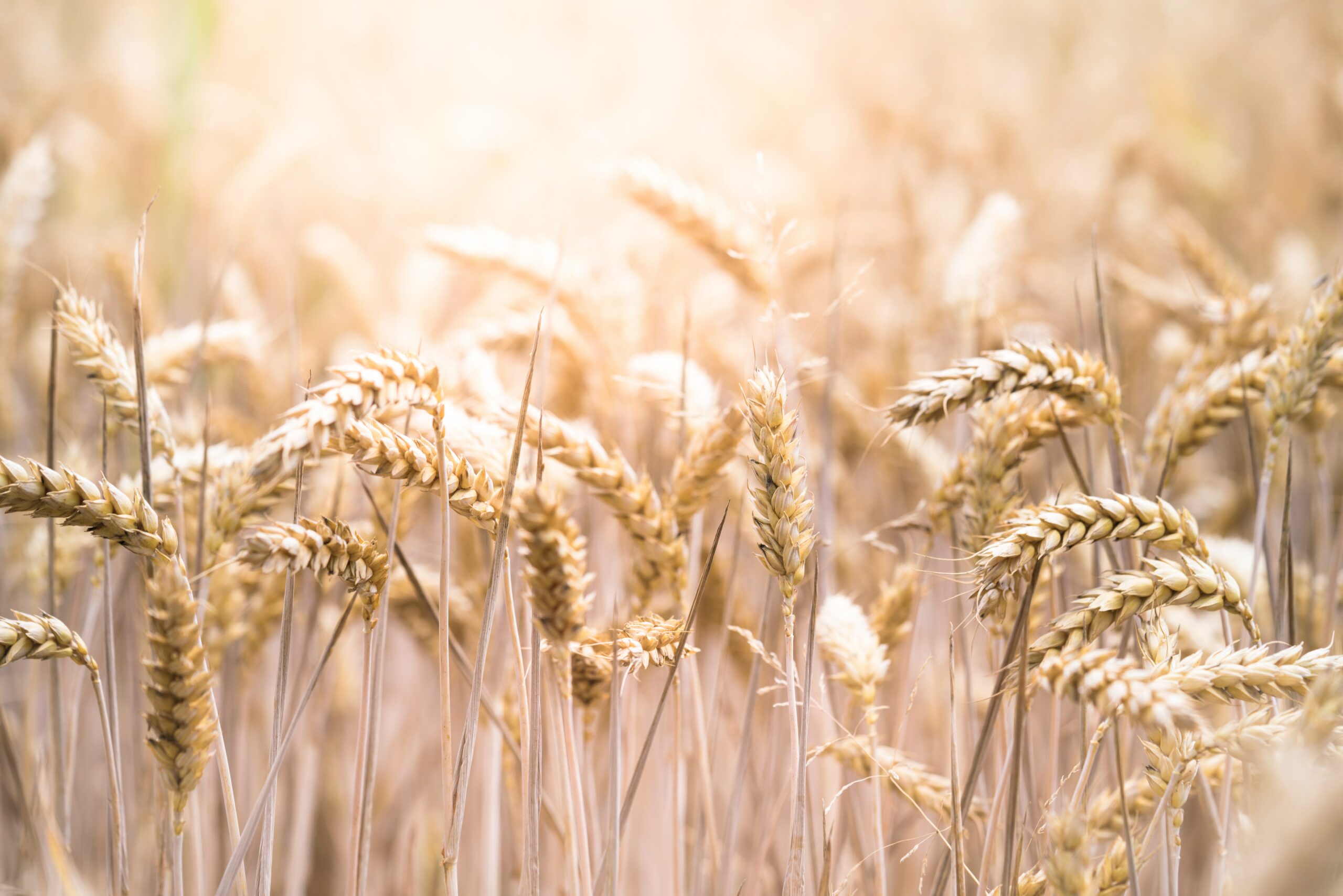 vignette - Les bas niveaux de rendement du blé observés en 2016 seront-ils plus fréquents dans les années à venir ?