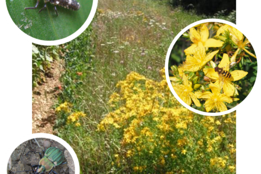 vignette - ECOPHYTO & Biodiversité  – Mise en place de bandes fleuries en systèmes céréaliers