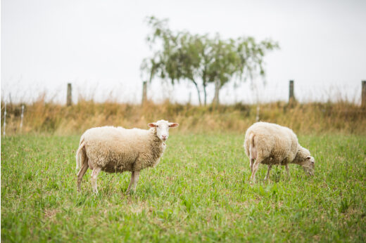 vignette - Webinaire : Alimentation ovins et caprins lait : impacts et potentiels bénéfices de plantes fourragères