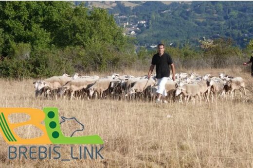 vignette - BREBIS_LINK – Dynamiser les territoires en créant du lien autour du pâturage ovin