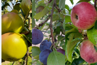 vignette - PAPCLIMBIO Plants Arboricoles Paysans adaptés aux changements climatiques et à l’agriculture biologique