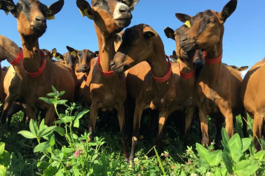 vignette - R3DCap : Conception participative de systèmes polyculture-élevage caprins en Nouvelle-Aquitaine durables et ambitieux sur l’atténuation du changement climatique et la préservation de la biodiversité