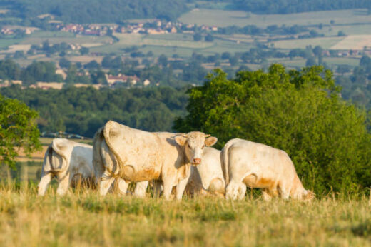 vignette - 11e édition du forum Agrinovembre